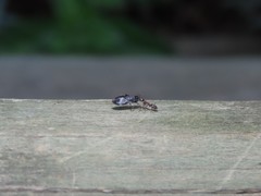 Macchiademus diplopterus