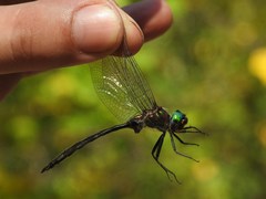 Somatochlora williamsoni