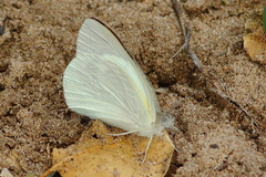 Teracolus eris eris