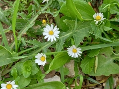 Bellis annua