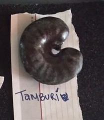 Enterolobium timbouva