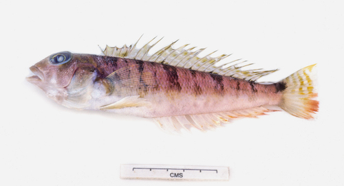Allport's grubfish (Parapercis allporti) — Pinguipedidae