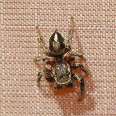 Habronattus formosus