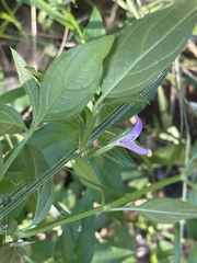 Dicliptera decorticans