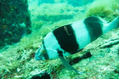 Cochleoceps bicolor