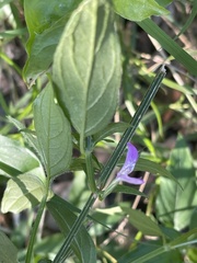 Dicliptera decorticans