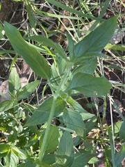 Dicliptera decorticans
