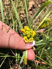 Eulophia leontoglossa
