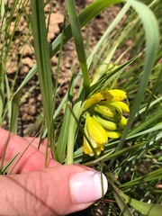 Eulophia leontoglossa