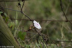 Ipomoea sagittifolia