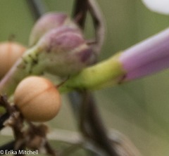 Ipomoea sagittifolia