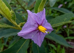 Solanum delagoense
