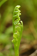 Botrychium ascendens