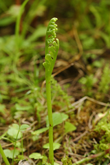 Botrychium ascendens