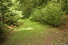 Botrychium ascendens