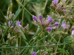 Centaurea aggregata