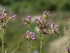 Centaurea aggregata