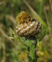 Centaurea macrocephala