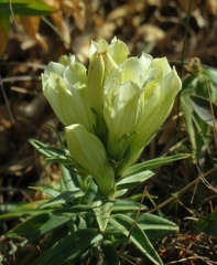 Gentiana gelida