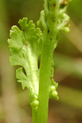 Botrychium ascendens image