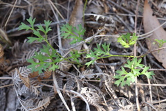 Xanthosia