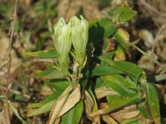 Gentiana gelida