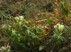 Gentiana gelida