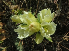 Gentiana gelida