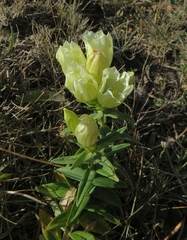 Gentiana gelida