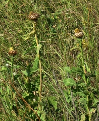Centaurea macrocephala