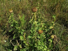 Centaurea macrocephala
