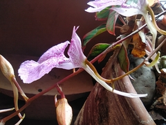 Comparettia macroplectron