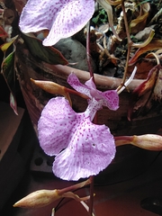 Comparettia macroplectron