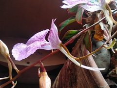 Comparettia macroplectron