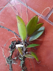 Comparettia macroplectron