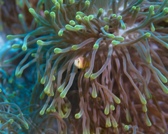 Amphiprion nigripes