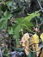 Tropaeolum ciliatum