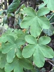 Tropaeolum ciliatum