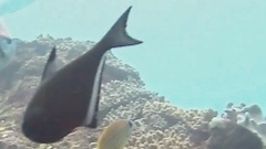 Pempheris vanicolensis