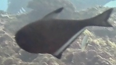 Pempheris vanicolensis