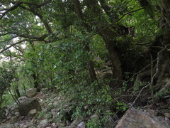 Maytenus acuminata acuminata