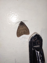 Lepidoptera