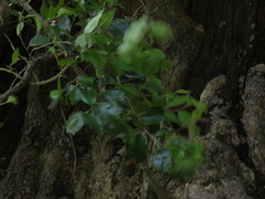 Maytenus acuminata acuminata