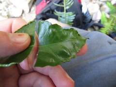 Maytenus acuminata acuminata
