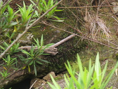 Hymenophyllum capense