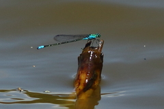 Pseudagrion coeleste