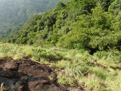 Syncolostemon comosus