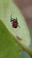 Araneae