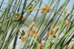 Crithagra citrinipectus