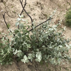Brickellia nevinii